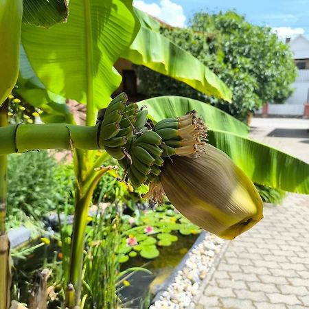 Eckhardt Vendeghaz Hotel Villany Ngoại thất bức ảnh